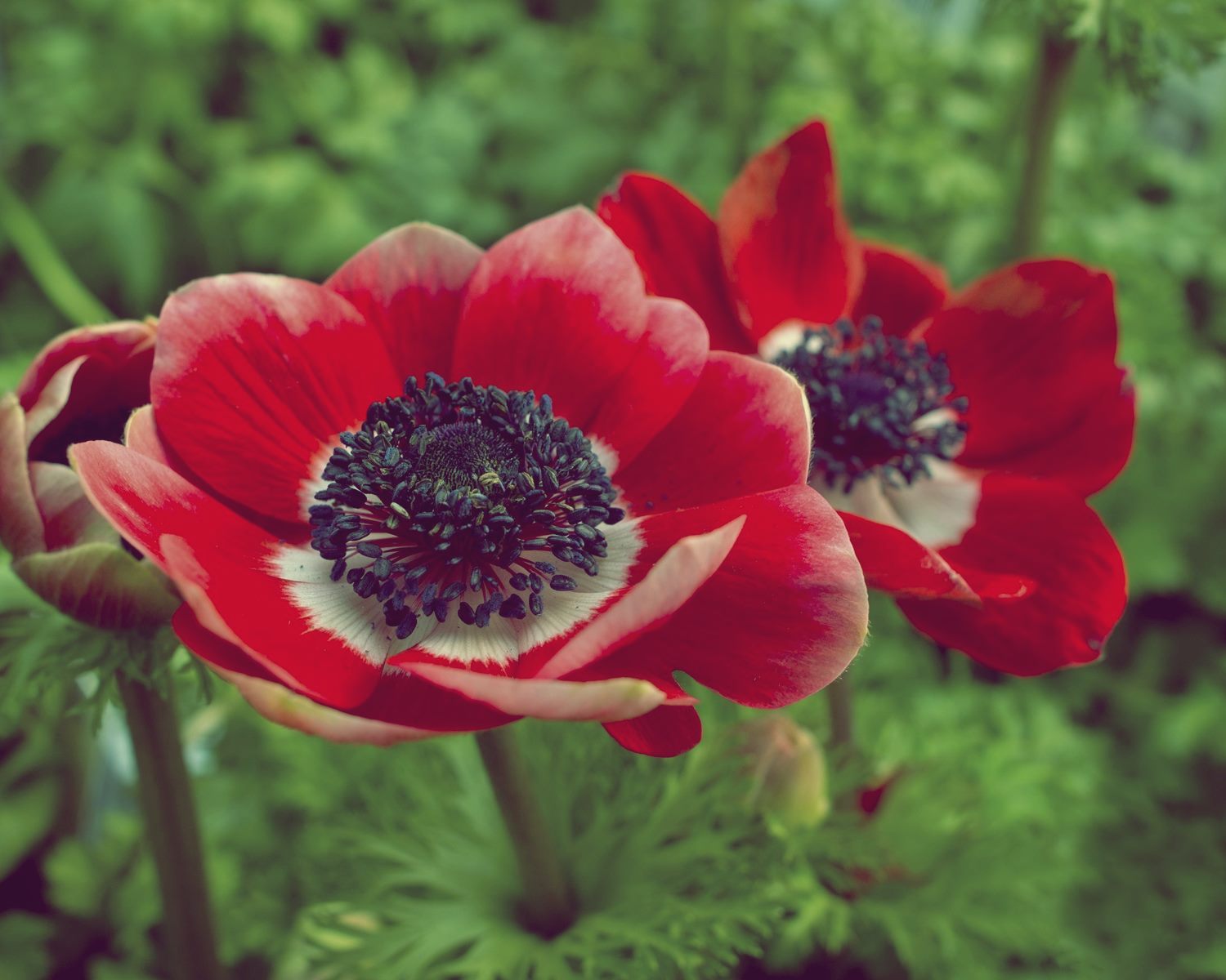 Berbagai Fakta Bunga Anemone, Dari Sejarah Hingga Jenis-Jenisnya ...