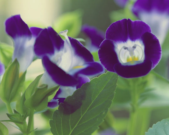 Bunga Torenia, Bunga Mata Kucing yang Kini Banyak Dijadikan Tanaman Hias | Three Bouquets