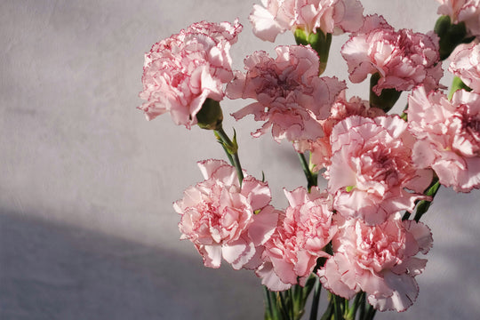 Makna Bunga Carnation sebagai Simbol Hari Ibu: Pilihan Hadiah yang Spesial dan Bermakna