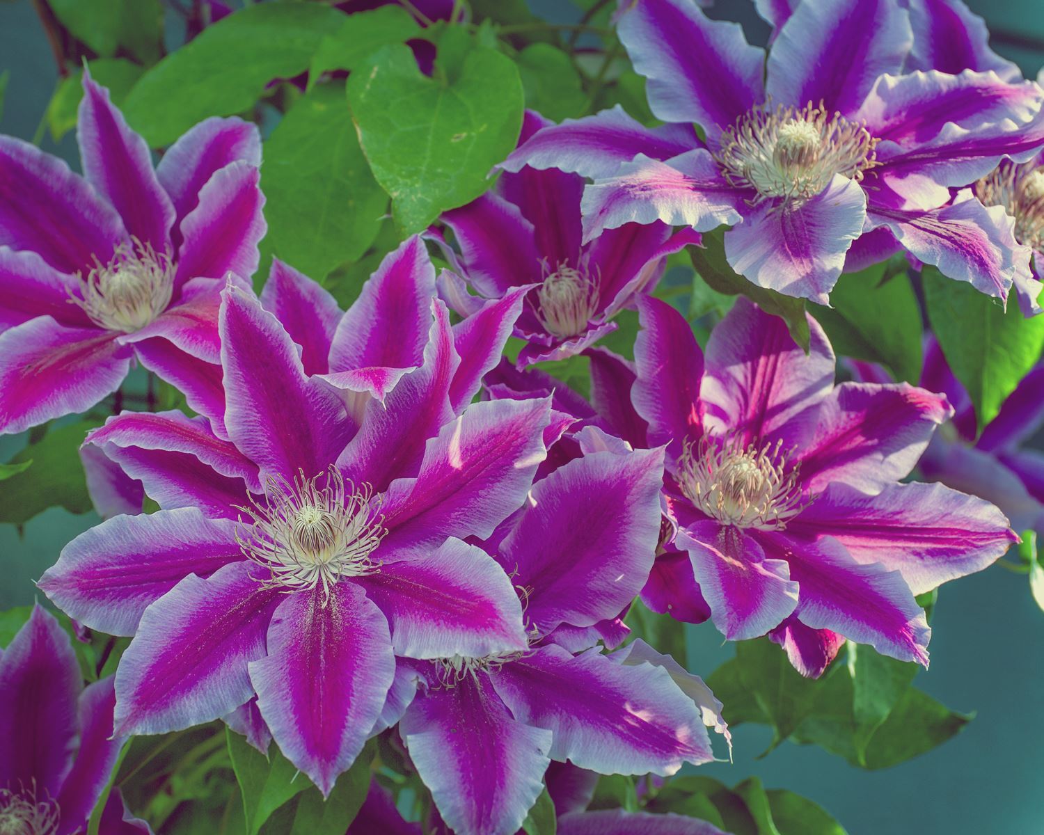 Cocok Hiasi Rumah, Begini Cara Menanam Bunga Clematis – Three Bouquets