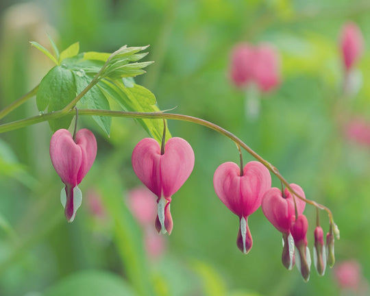 Mengenal Bunga Bleeding Heart, Bunga dengan Bentuk Unik | Three Bouquets