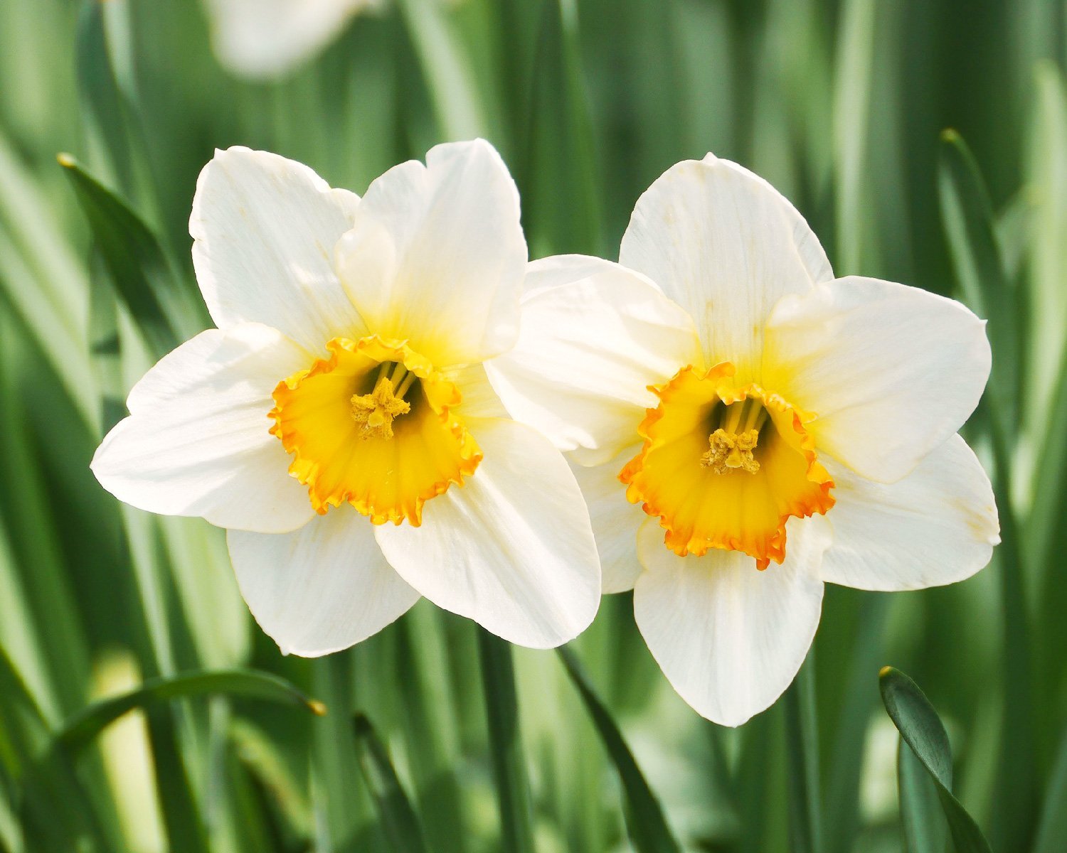 The Golden Glow Of Daffodils