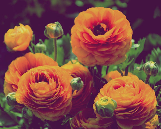 Mengenal Bunga Ranunculus, Si Cantik yang Beracun | Three Bouquets
