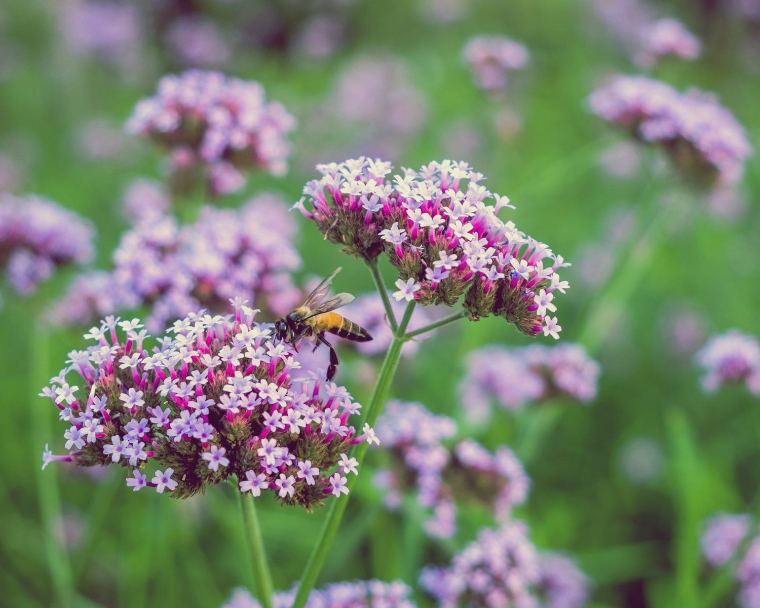 Mengenal Bunga Verbena dan Bagaimana Cara Menanamnya – Three Bouquets