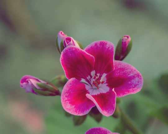 Punya Warna Indah, Begini Cara Menanam Bunga Clarkia | Three Bouquets