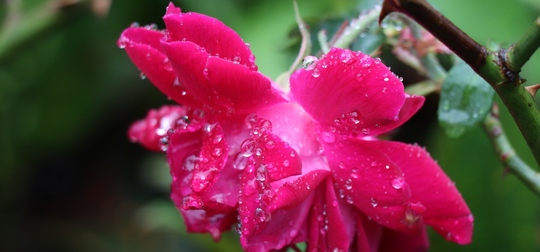 3 Bunga Segar yang Meningkatkan Mood: Dapatkan Sentuhan Kebahagiaan dari Alam