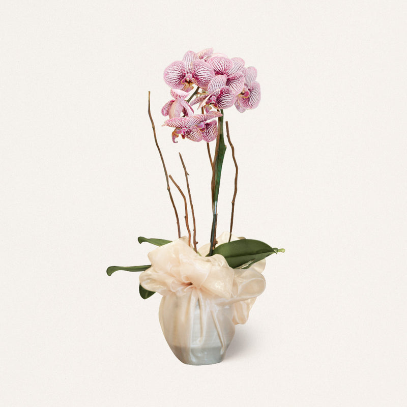 Vas Bunga Anggrek Ungu Lilac Jakarta | Three Bouquets