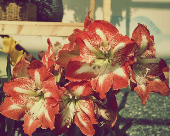 5 Cara Merawat Bunga Amarilis dari Umbi Hingga Berbunga | Three Bouquets