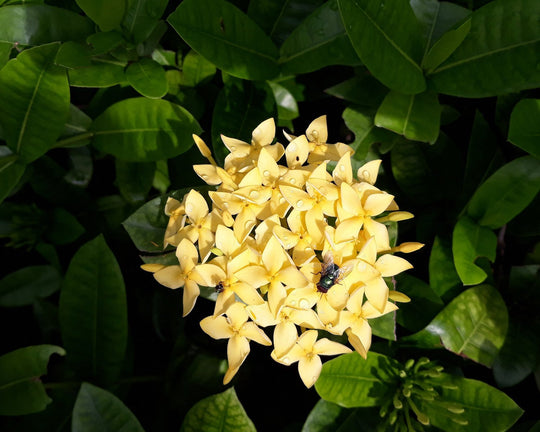 5 Cara Merawat Bunga Asoka | Three Bouquets