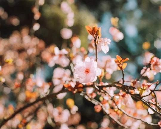 Arti, Makna dan Filosofi Bunga Sakura