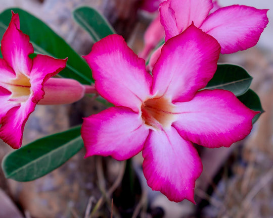 Bunga Adenium - Ciri, Jenis dan Maknanya | Three Bouquets