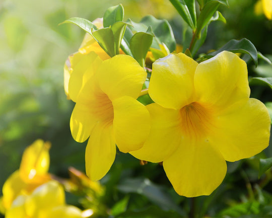 Bunga Alamanda – Klasifikasi, Ciri, Jenis, & Manfaatnya | Three Bouquets