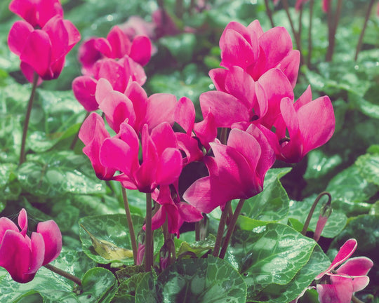 Bunga Cyclamen, Bunga Indah dengan Warna Pink Menggoda | Three Bouquets