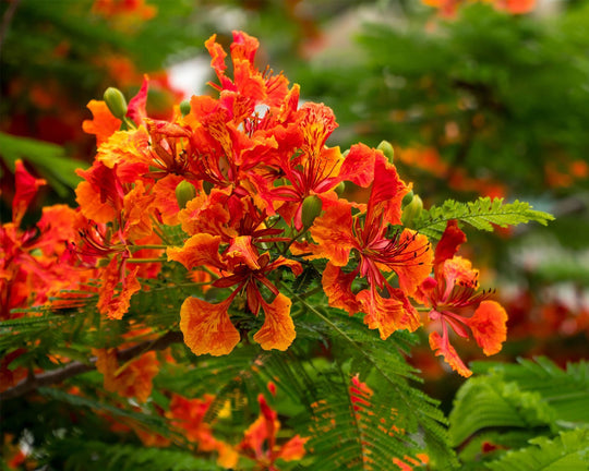 Bunga Flamboyan - Ciri, Filosofi, Jenis dan Manfaatnya | Three Bouquets