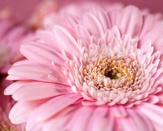 Bunga Gerbera - Ciri, Jenis, Filosofi, Arti, dan Makna Warnanya | Three Bouquets