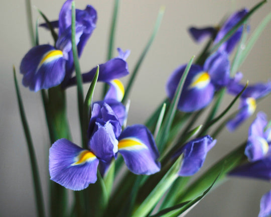 Bunga Iris Biru yang Melambangkan Harapan Dibalik Keindahannya | Three Bouquets