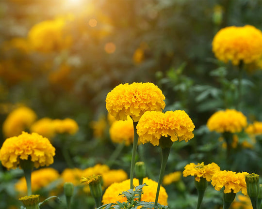 Bunga Marigold - Ciri, Arti, Makna Filosofis, & Jenisnya | Three Bouquets