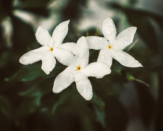 Bunga Melati - Ciri, Arti, Makna Filosofis, & Jenisnya | Three Bouquets