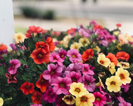 Bunga Petunia – Ciri, Jenis, dan Maknanya | Three Bouquets
