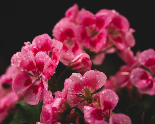 Bunga Vinca - Ciri, Klasifikasi, Manfaat, Makna & Jenisnya | Three Bouquets