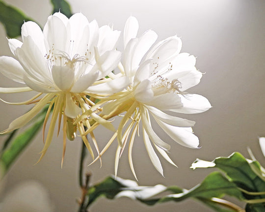 Bunga Wijaya Kusuma - Arti Filosofis, Cara Merawat, dan Manfaatnya | Three Bouquets