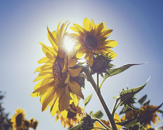 Cara Menanam Bunga Matahari yang Dari Biji hingga Berbunga | Three Bouquets