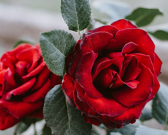 Cara Menanam Bunga Mawar Dengan Mudah dan Cepat | Three Bouquets