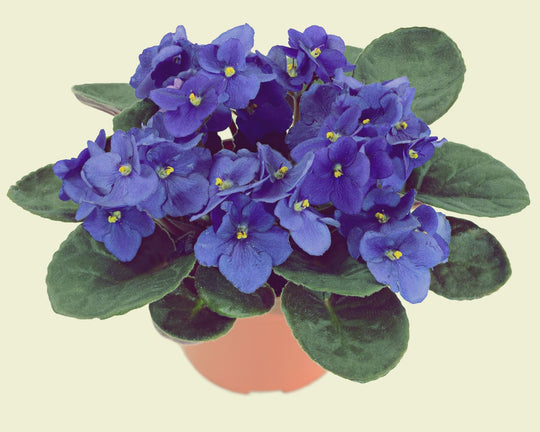 Cara Menanam Bunga Violces (African Violets) dengan Mudah | Three Bouquets