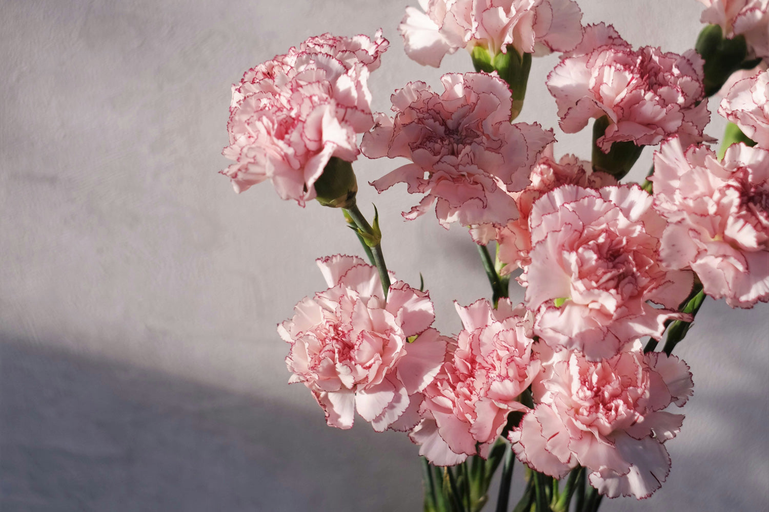 Makna Bunga Carnation sebagai Simbol Hari Ibu: Pilihan Hadiah yang Spe ...