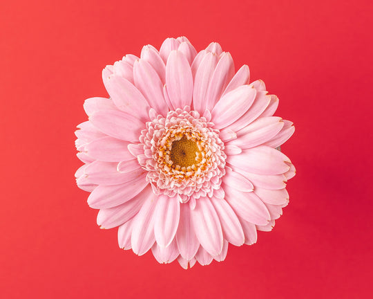 Mengenal Bunga Daisy, Bunga yang Menggambarkan Cinta Setia