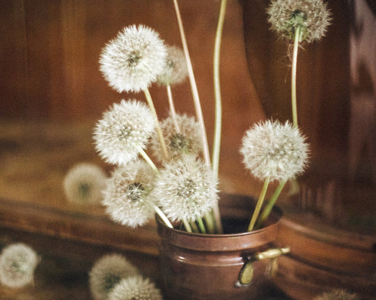 Bunga Dandelion