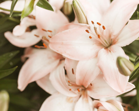 9 Hal yang Tidak Kamu Ketahui tentang Bunga Lily
