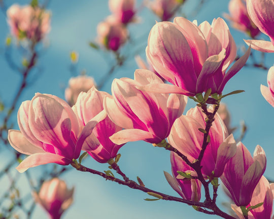 Fakta Bunga Magnolia, Varietas Musim Semi Khas Amerika Utara | Three Bouquets