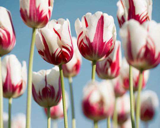 Ini 5 Bunga Tercantik Di Dunia | Three Bouquets