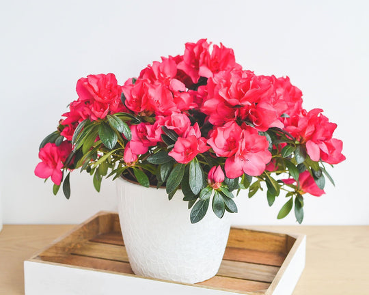 Mengenal Bunga Azalea Lebih Dalam - Ciri, Jenis, dan Arti Warnanya | Three Bouquets