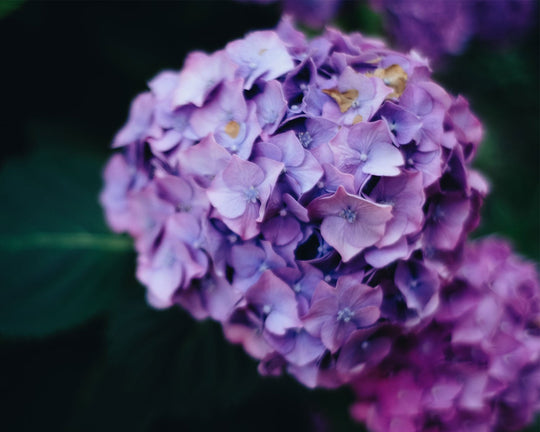 Mengenal Bunga Hortensia dari Ciri, Jenis dan Maknanya | Three Bouquets