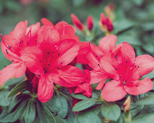 Mengenal Bunga Rhododendron yang Cukup Populer di Asia | Three Bouquets