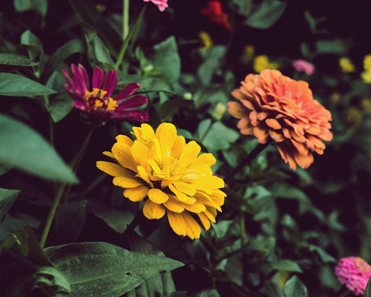 Mengenal Bunga Zinnia dari Klasifikasi, Manfaat serta Jenisnya | Three Bouquets