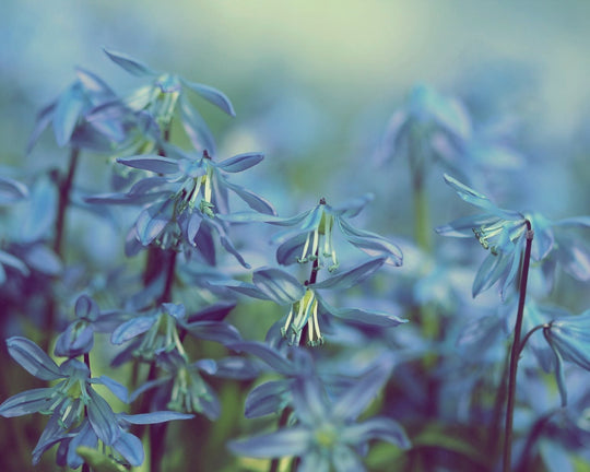 Mengenal Lebih Dalam Makna Dari Bunga Bluebell Yang Menawan | Three Bouquets