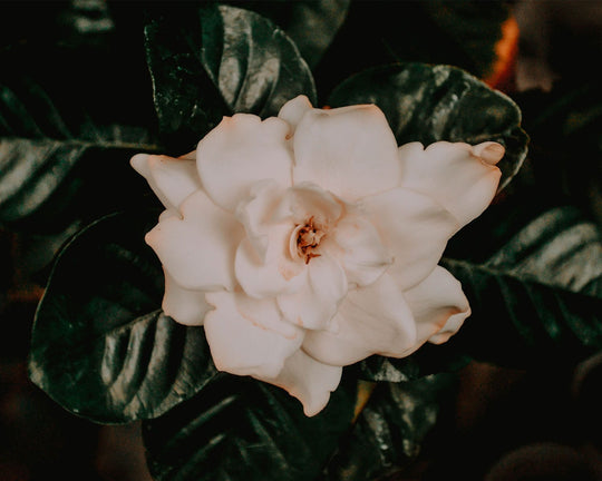 Mengenal Makna dan Manfaat Bunga Kaca Piring | Three Bouquets