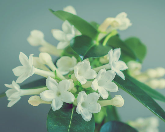 Miliki Bunga yang Indah, Begini Cara Menanam Bunga Stefanot | Three Bouquets