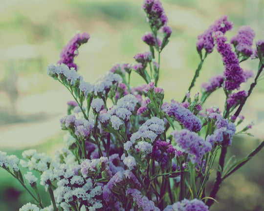 Mirip Lavender, Ini Ciri Ciri Bunga Statice dan Cara Menanamnya | Three Bouquets