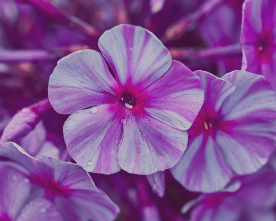 Punya Banyak Warna, Begini Cara Menanam Bunga Phlox | Three Bouquets