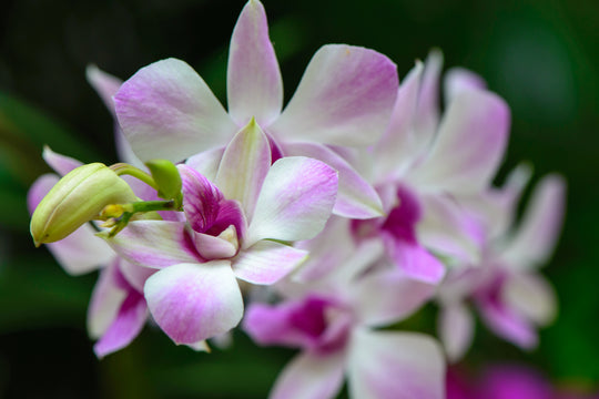 Mengenal Jenis Bunga Populer di Indonesia dan Makna Mendalam di Baliknya