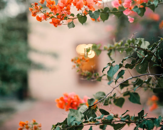 Tips Estetik Menata Bunga di Halaman Rumah | Three Bouquets