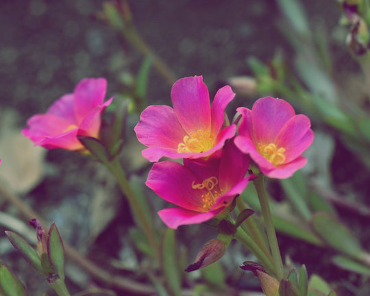Tumbuh Disekitar Kita, Inilah Bunga Portulaca Kaya Manfaat | Three Bouquets