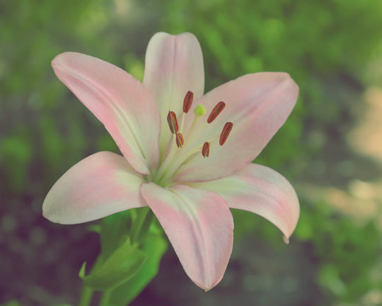 Yuk, Kenalan Dengan Bunga Rain Lily dan Bagaimana Cara Menanamnya | Three Bouquets