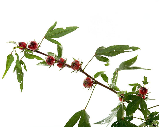 Yuk, Ketahui Manfaat Bunga Rosella dan Bagaimana Cara Menanamnya | Three Bouquets